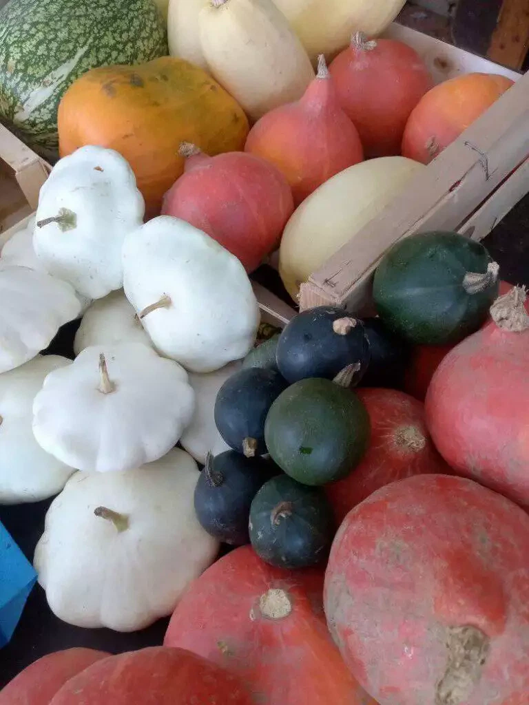 Plusieurs citrouilles et courges de différentes couleurs et tailles exposées à la vente sur une table de marché à Blarégnies.