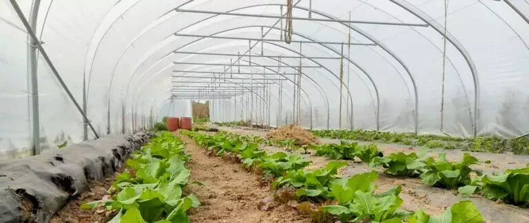 Vue intérieure d'une serre avec des rangées de jeunes plants de laitue poussant dans le sol, sous un toit voûté transparent, mettant en valeur une gamme de légumes locaux.