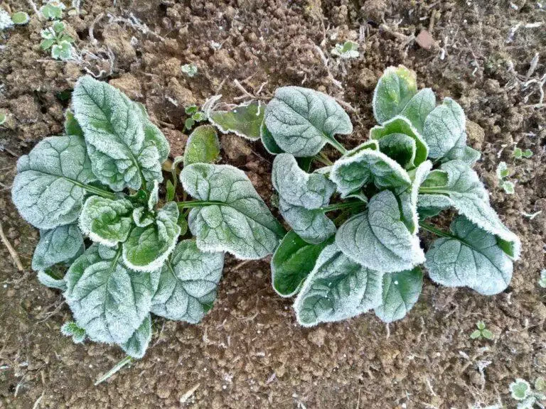 Deux plants de pommes de terre aux feuilles vertes luxuriantes couvertes de givre, poussant dans le sol au milieu d'autres légumes.