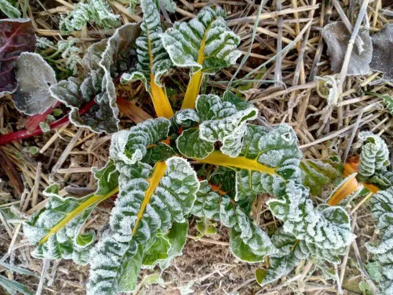 Bette à carde recouverte de givre, aux feuilles vertes et aux tiges jaunes, posée sur un sol recouvert de paille chez un maraîcher local.