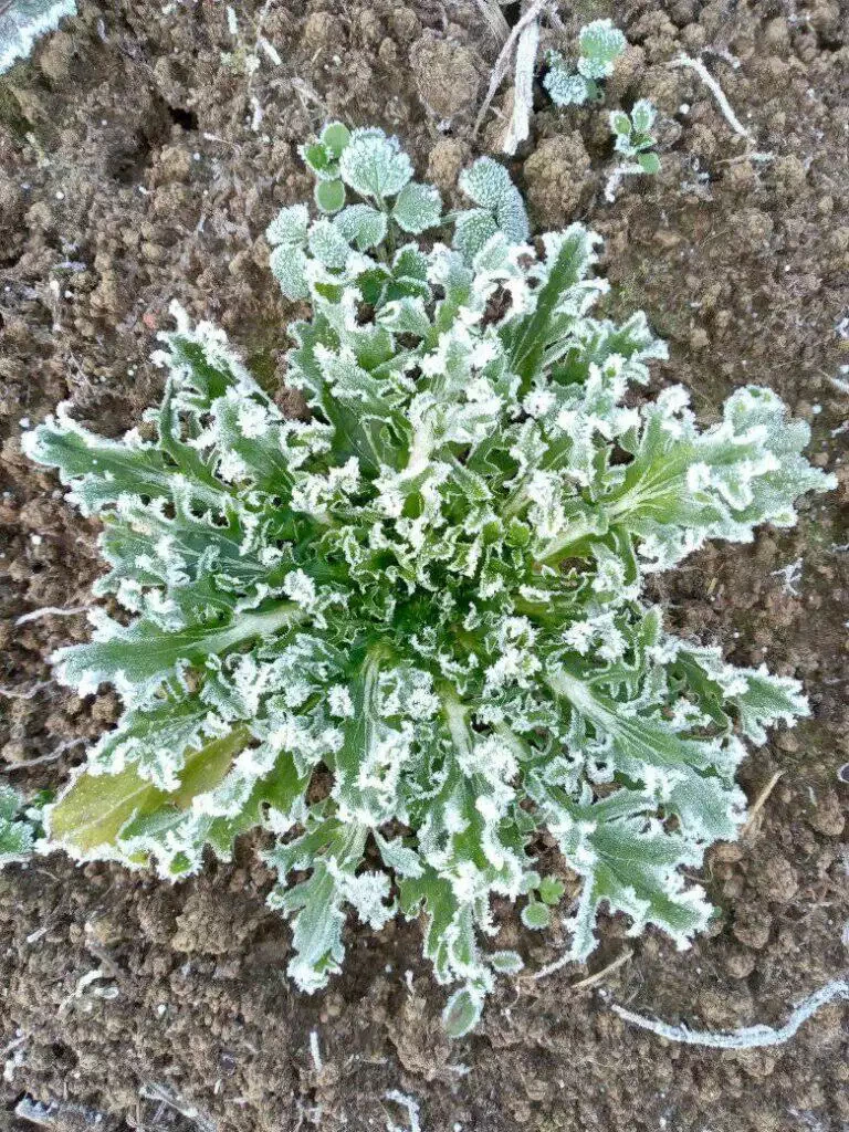 La frisette du chou givrée aux bords blancs poussant dans un sol brun.