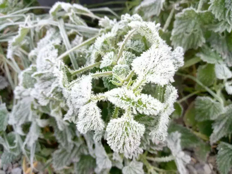 La frisette du chou recouverte de givre présentant des cristaux de glace complexes sur leurs feuilles et leurs tiges, avec un arrière-plan flou.