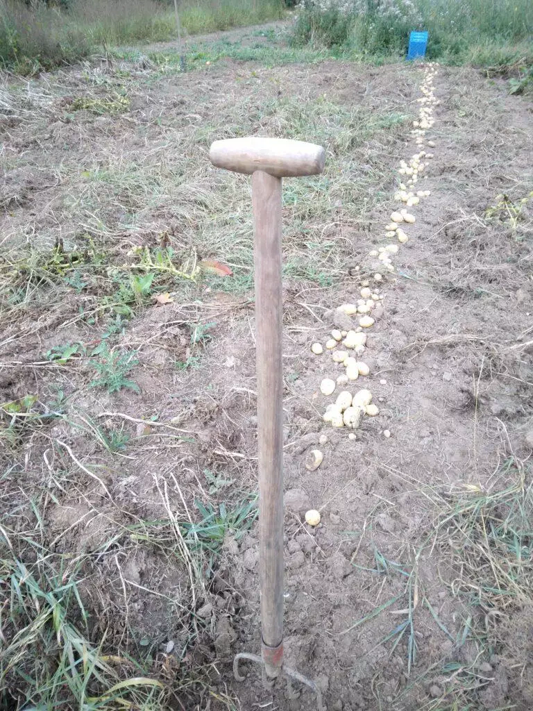 Une pelle debout dans un champ avec une ligne de pommes de terre locales fraîchement récoltées au sol.