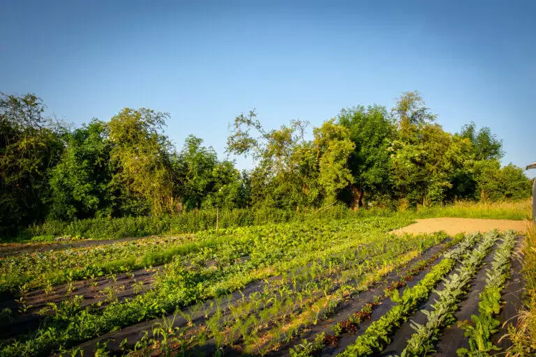 Des rangées de jeunes cultures poussant dans un champ local avec du paillis de plastique, à côté d'un chemin de terre et d'arbres sous un ciel bleu clair.