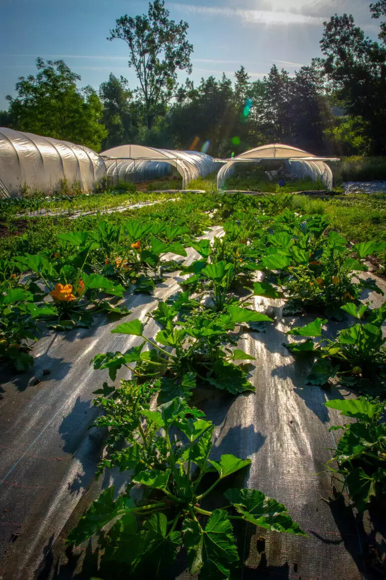 Des rangées de plantes poussant entre des paillis de plastique, avec en arrière-plan des cerceaux sous un ciel ensoleillé, cultivées par un maraîcher local.
