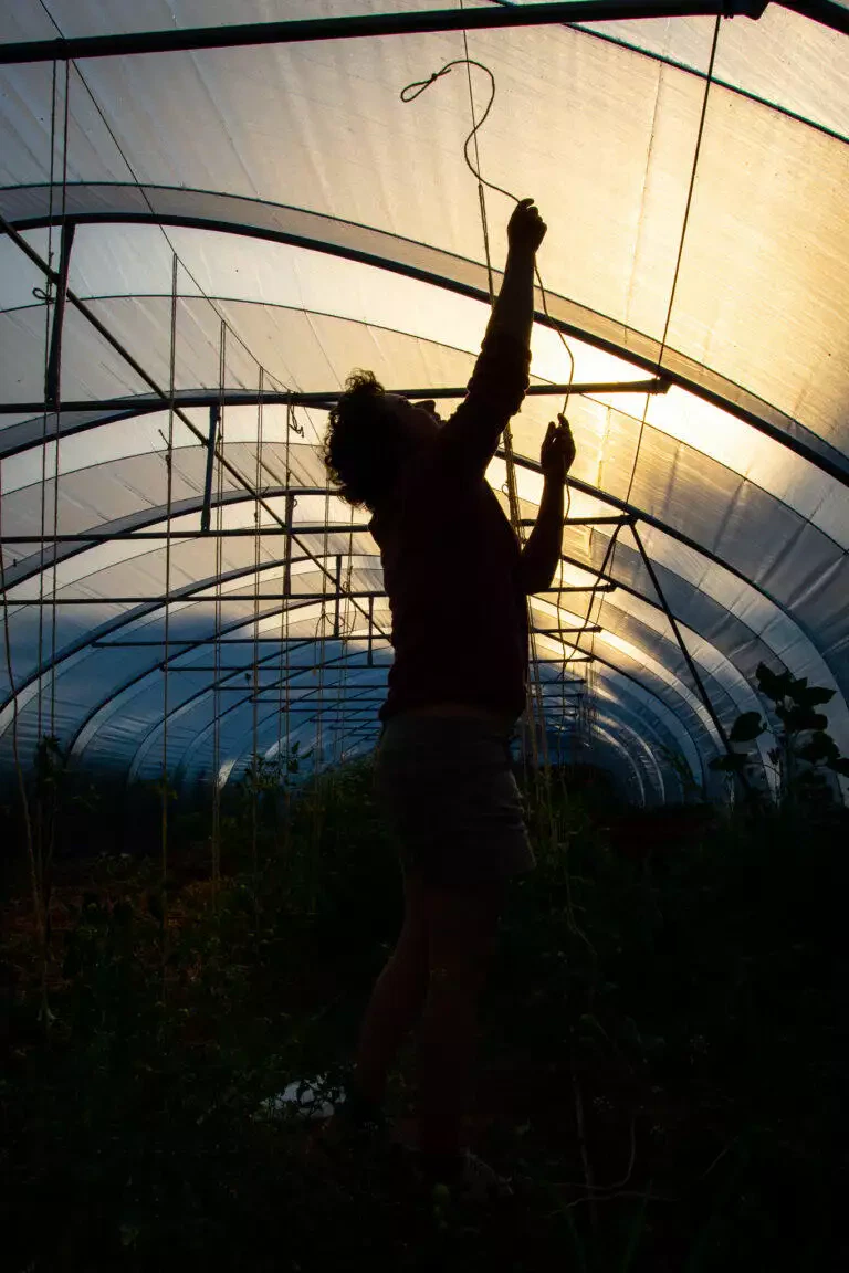 Silhouette d'une personne travaillant dans une serre, tendant la main pour ajuster la frisette du chou avec la lumière du soleil qui traverse le couvercle en plastique.