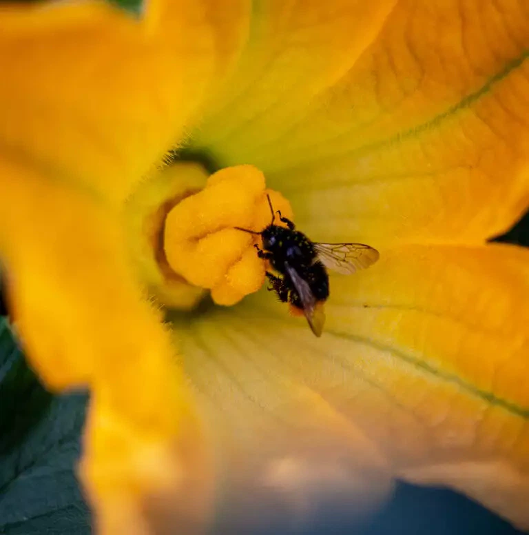 Une abeille butinant sur la floraison jaune vif d'une fleur de courge dans le jardin d'un maraîcher.