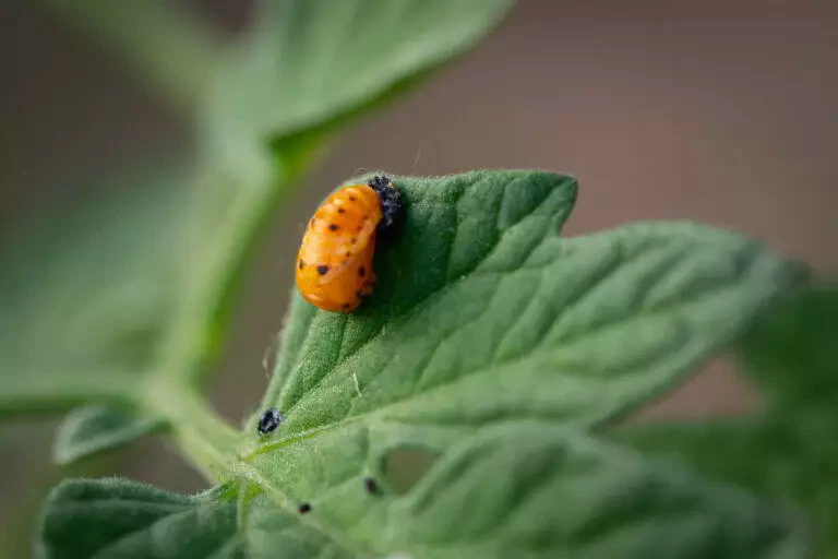 Larve de coccinelle sur une feuille à Blarégnies, vue rapprochée mettant en valeur son corps orange et ses taches noires au milieu d'un feuillage vert.