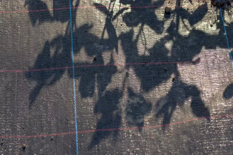 Les ombres des feuilles projetées sur une bâche texturée aux fils visibles bleus et rouges, évoquant subtilement les teintes de la frisette du chou.