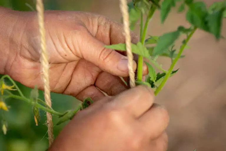 Gros plan d'une main attachant un plant de tomate à une ficelle de support dans un jardin local.