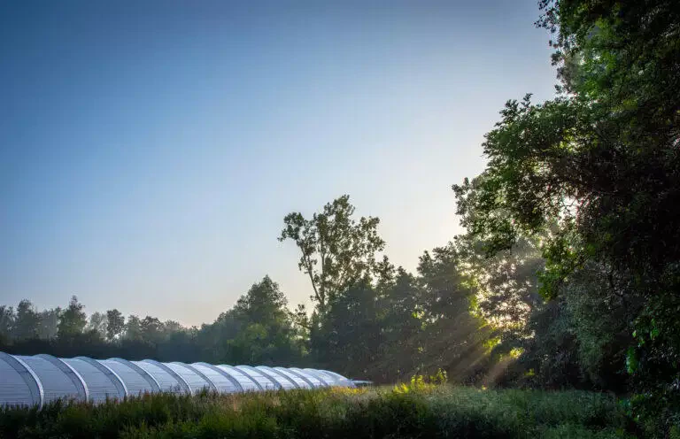 Lever de soleil illuminant un paysage avec des arbres verts et une rangée de tunnels de serre blancs, vu à travers la brume matinale chez un maraîcher local.