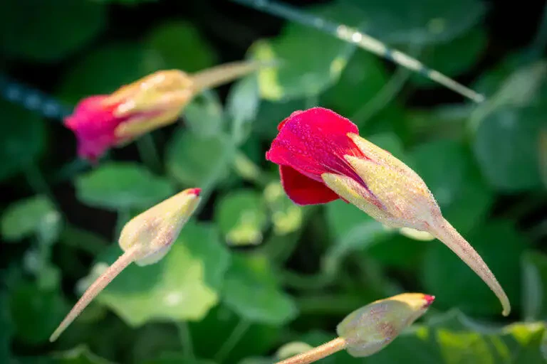 Gros plan de fleurs bourgeonnantes rouges et jaunes avec des gouttes de rosée, sur un fond flou de feuillage vert local.