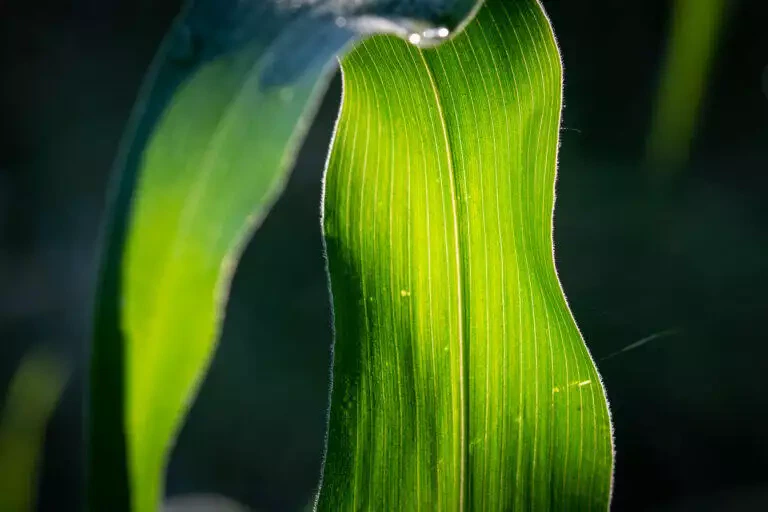 Gros plan d'une feuille de maïs verte avec la lumière du soleil mettant en valeur sa texture et quelques gouttelettes d'eau visibles à Blarégnies.