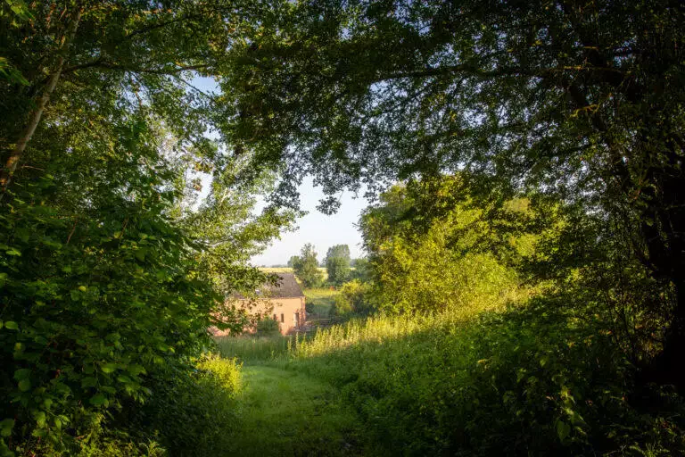 Un chemin serein menant à un bâtiment en brique local, entouré d'une verdure luxuriante et d'arbres, avec la lumière du soleil filtrant à travers le feuillage.