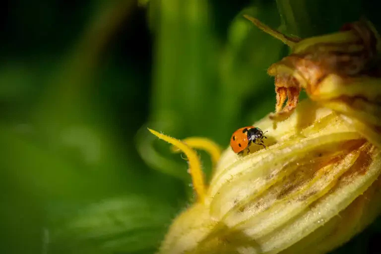 Une coccinelle sur un bouton floral jaune, sur un fond vert luxuriant dans un jardin plein de légumes.