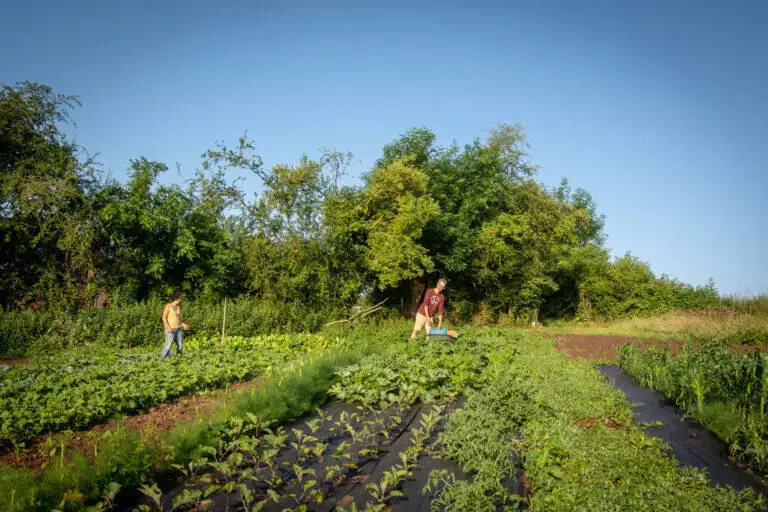 Deux individus travaillant dans un jardin luxuriant à Blarégnies avec des rangées de cultures, l'un portant un panier et l'autre utilisant un outil de bêche.