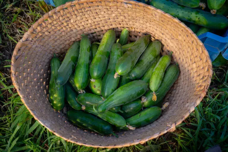 Panier en osier rempli de légumes frais sur herbe.