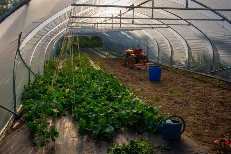 A l'intérieur d'une serre à Blarégnies, des rangées de jeunes légumes sous un toit transparent avec un tracteur garé entre les rangées, des outils de jardinage et des seaux au sol.