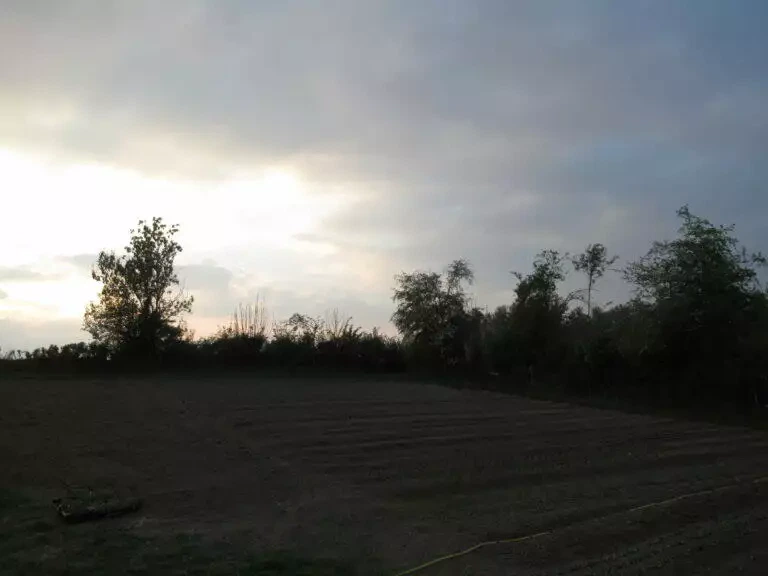 Un champ labouré au crépuscule, avec des rangées visibles dans le sol. Des arbres bordent le champ sous un ciel nuageux. Un paysage rural serein avec des rangées de légumes.