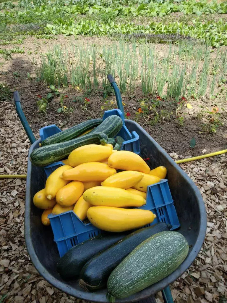 Une brouette remplie de courgettes jaunes et vertes fraîches provenant d'un maraîcher local, sur fond de jardin avec des rangées de cultures.