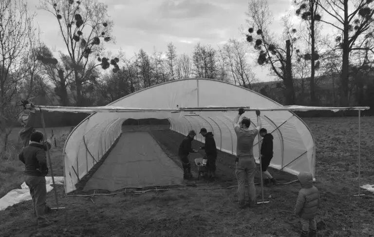 Un groupe de locaux assemblant une grande tente blanche dans un champ ouvert.