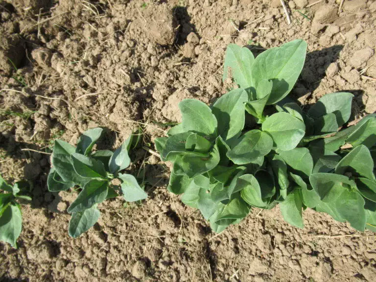 Plantes vertes à feuilles larges poussant dans un sol sec et craquelé sous un soleil éclatant à Blarégnies.