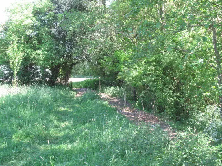 Une allée verdoyante bordée d'arbres et d'arbustes denses, menant vers une ouverture ensoleillée de Blarégnies.