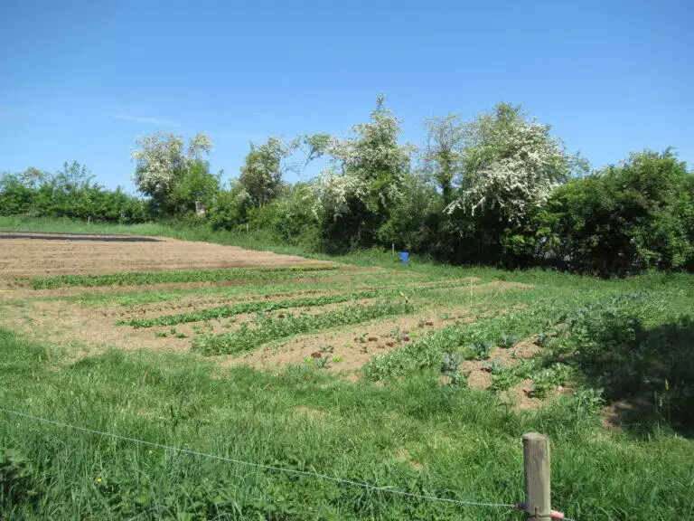Un potager local bien entretenu avec des rangées de plantes soignées, entouré d'arbres en fleurs et un ciel bleu clair.