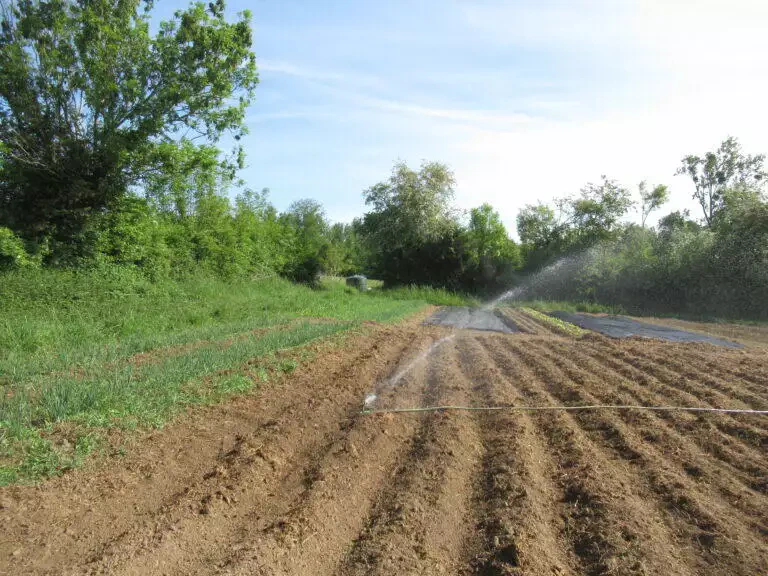 Un système d'irrigation arrosant des rangées de terre dans un champ arboré sous un ciel bleu clair à Blarégnies.