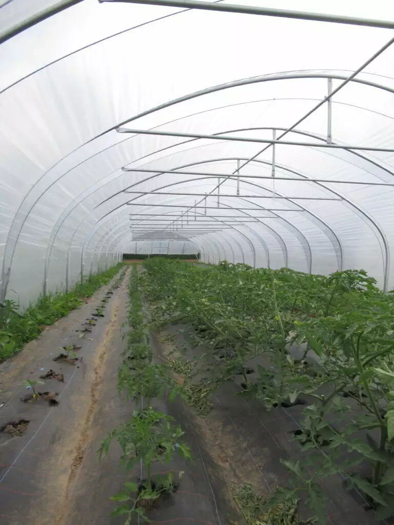 Intérieur d'une serre à Blaregnies montrant des rangées de plants de tomates sous une couverture transparente courbée.