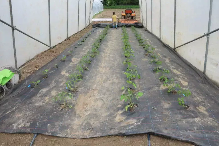 Rangées de jeunes plants dans une serre locale avec un ouvrier et du matériel agricole en arrière-plan.
