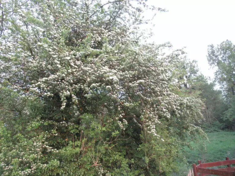 Un grand arbre luxuriant aux fleurs blanches abondantes, entouré de verdure et avec une vue partielle d'une clôture rouge en bas à gauche, à proximité du potager d'un maraîcher local.