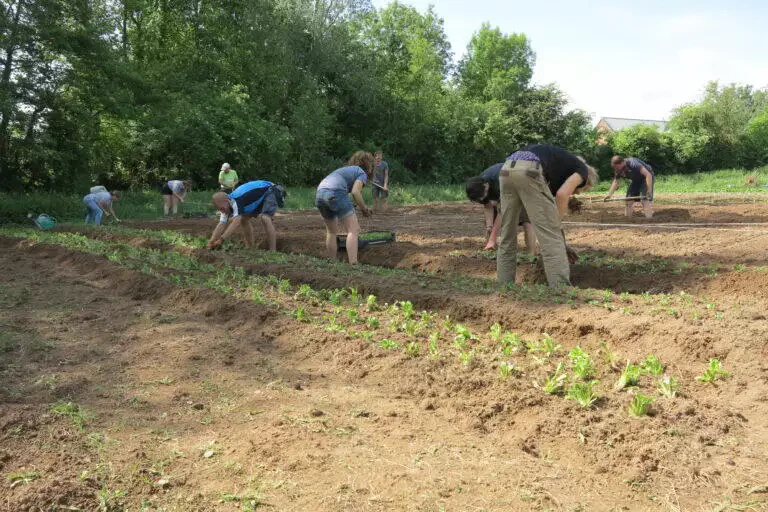 Un groupe de personnes jardinant dans un grand champ à Blaregnies, plantant et s'occupant de rangées de jeunes plants par une journée ensoleillée.