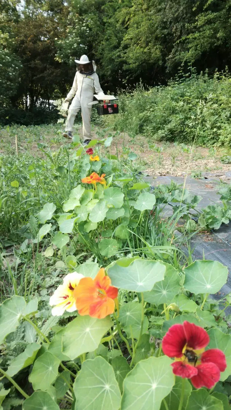 Un homme en costume d’abeille marchant dans un champ de fleurs.