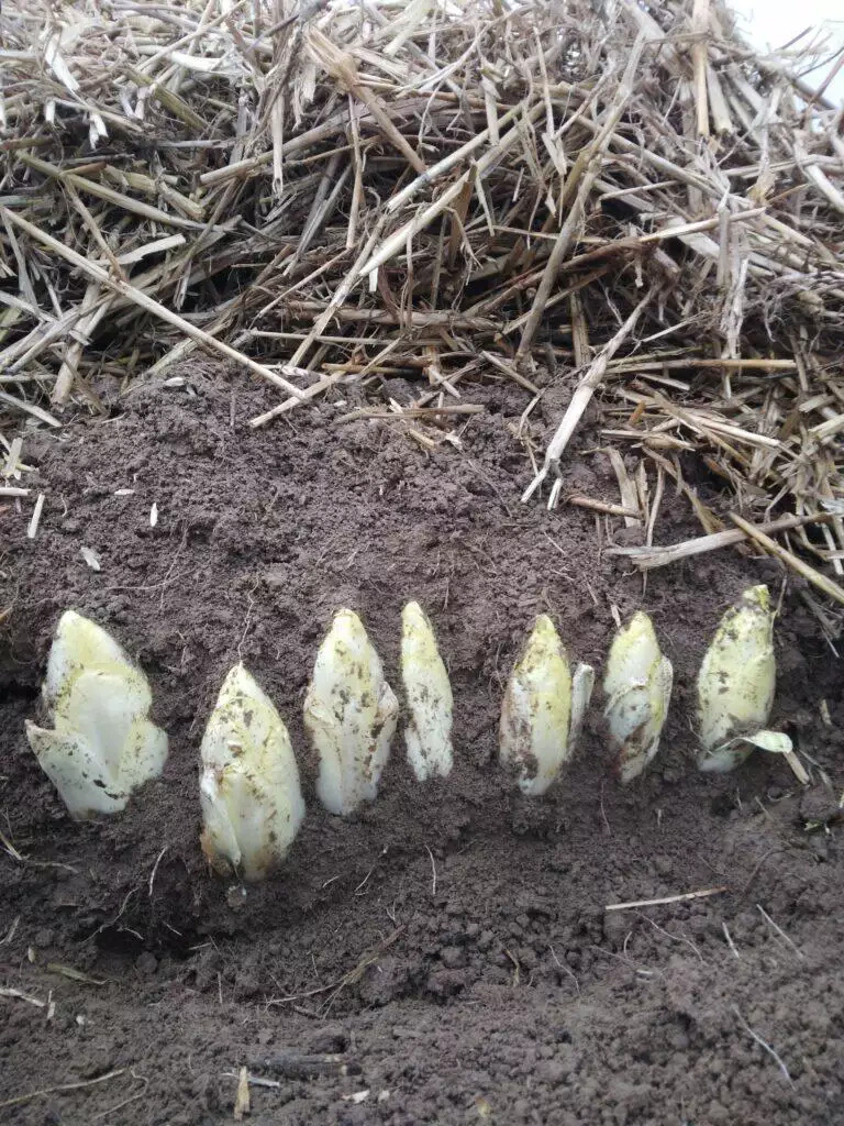 Des pointes d'asperges blanches partiellement déterrées du sol, avec un tas de paille en arrière-plan chez un maraîcher local.