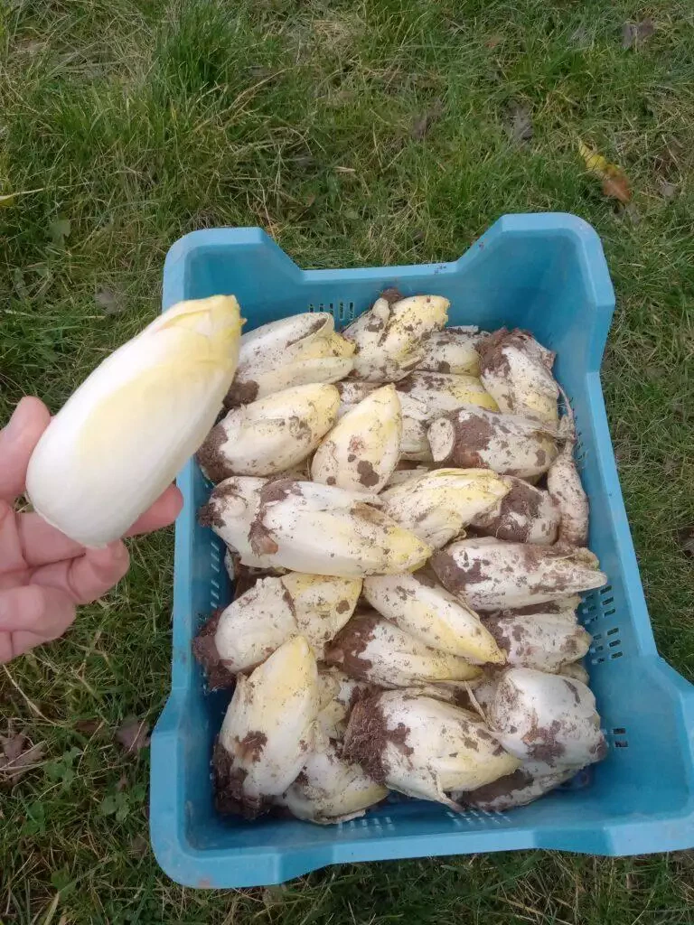 Une main tenant une banane à moitié pelée au-dessus d'une caisse bleue remplie de divers champignons sur l'herbe à Blarégnies.