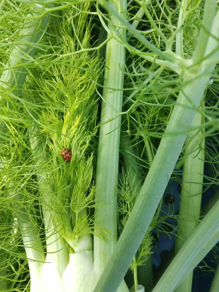 Coccinelle sur des tiges de fenouil d'un vert luxuriant à Blarégnies, mettant en valeur les détails des feuilles et des tiges plumeuses de la plante.
