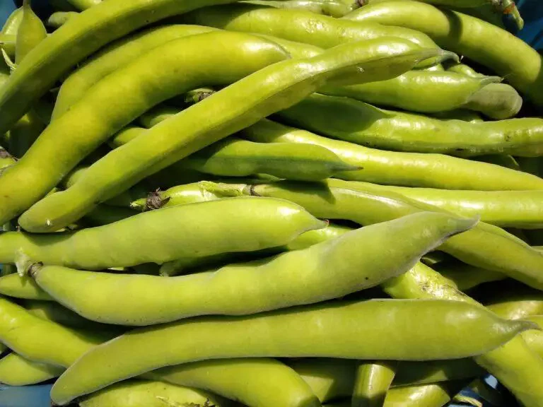 Un tas de fèves fraîches locales avec quelques gousses semblant dodues et intactes, exposées sous la lumière naturelle.