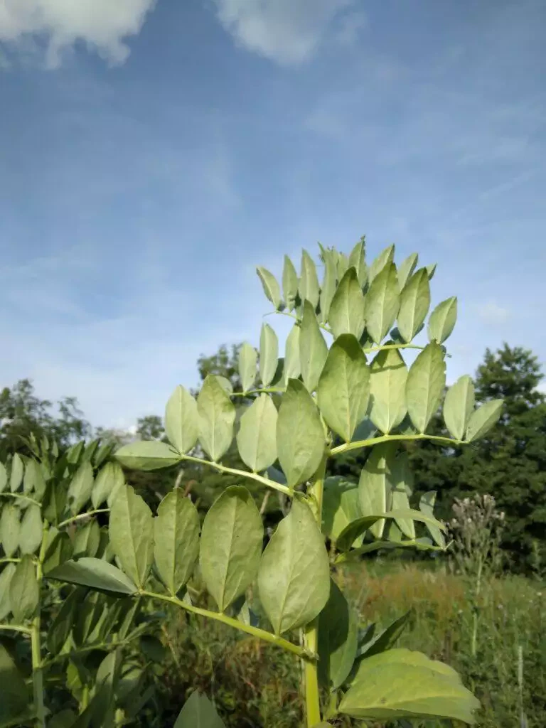 Plante verte à grandes feuilles sur un ciel bleu clair, arbres locaux en arrière-plan.