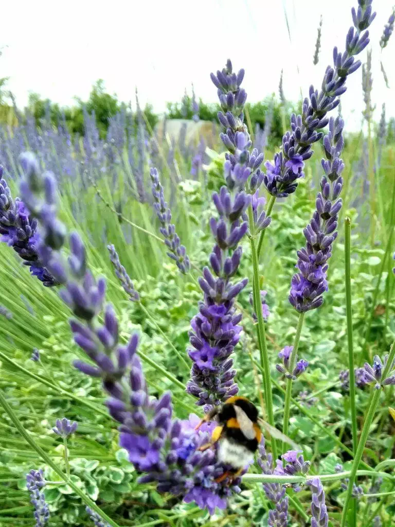 Un bourdon sur une fleur de lavande dans un champ local avec un feuillage vert vif en arrière-plan.
