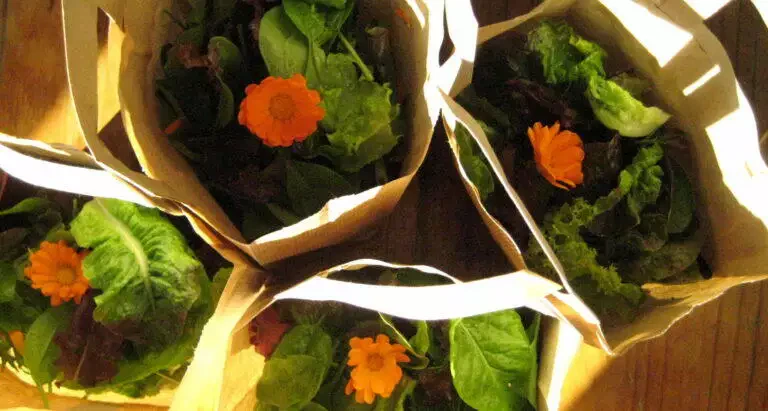 Trois sacs en papier remplis de feuilles vertes et de fleurs d'oranger, éclairés par la chaleur du soleil sur une surface en bois à Blarégnies.