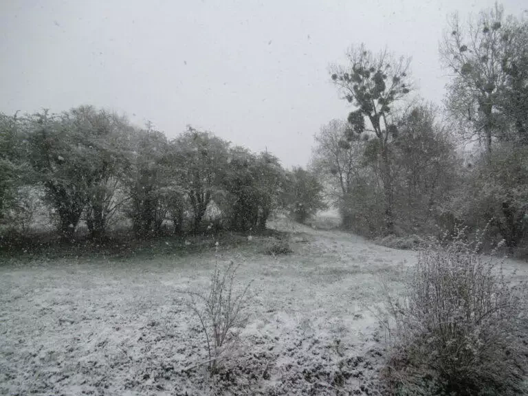 Un paysage enneigé montrant une légère couche de neige sur l'herbe et les arbres, avec des flocons de neige tombant visiblement sur un ciel gris dans un champ de maraîcher.