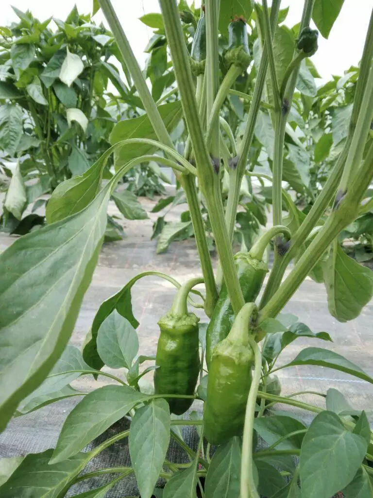Poivrons verts poussant sur une plante dans une serre, entourés de légumes luxuriants.