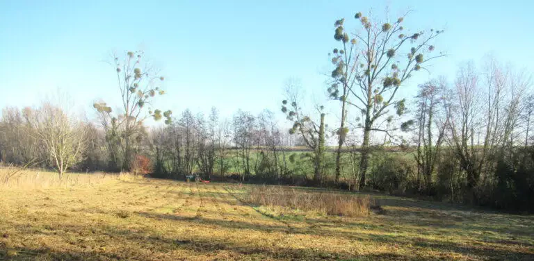Paysage ensoleillé avec un champ herbeux avec des arbres dénudés infestés de gui, un ciel bleu clair et de la verdure lointaine dont la frisette du chou.