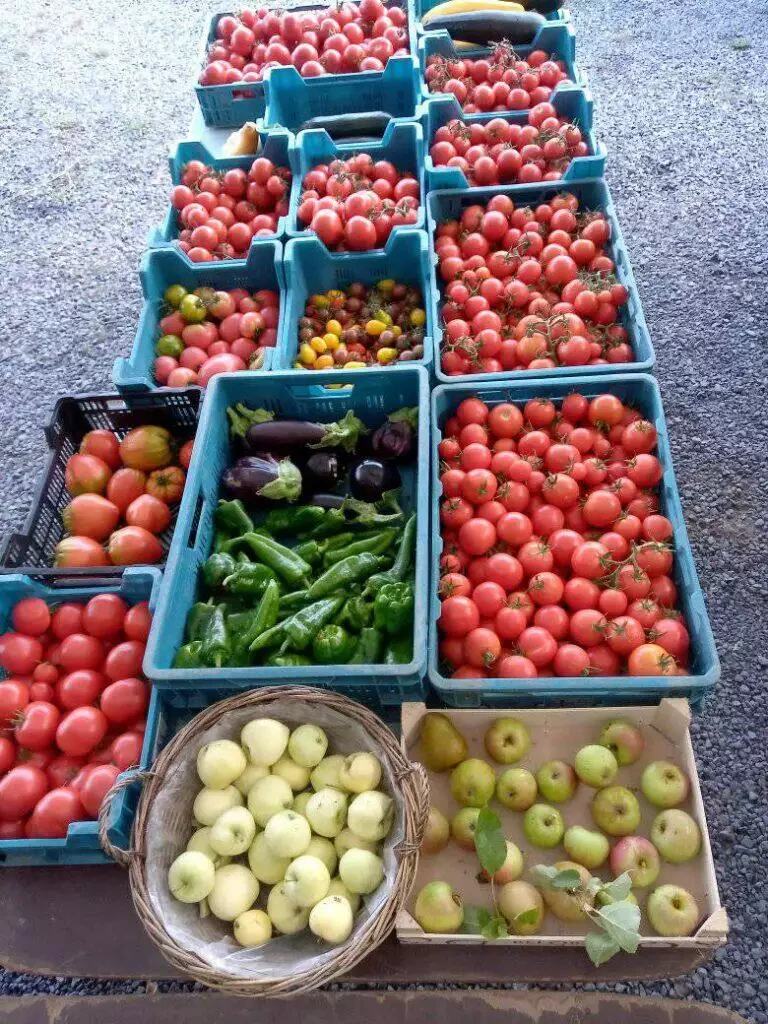 Des rangées de caisses en plastique remplies de tomates fraîches, de poivrons et de pommes disposées sur un sol en béton dans un marché de producteurs local.
