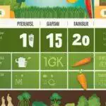 Infographie illustrative affichant divers légumes et statistiques correspondantes, à l'aide d'icônes et de chiffres sur fond vert et marron.