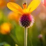 Une abeille est assise sur une fleur jaune orangé vibrante avec un centre violet épineux, sur un arrière-plan flou d'autres fleurs locales dans une lumière dorée.