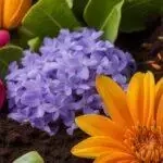 Gros plan de fleurs locales vibrantes avec un sol riche, avec des fleurs orange, violettes et roses nichées parmi des feuilles vertes.