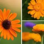 Un collage de quatre images montrant des vues rapprochées de marguerites orange vif, mettant en valeur leurs pétales et leur structure sous différents angles locaux.